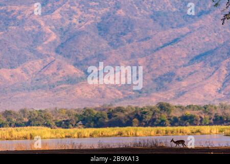 Un Impala vu dans le parc national du Zimbabwe Mana Pools. Banque D'Images