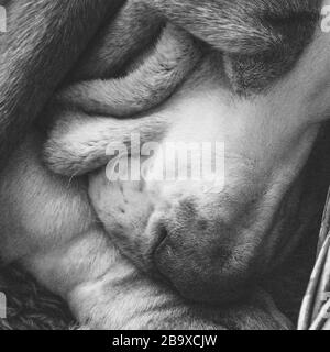 Prise de vue en niveaux de gris d'un chien endormi Banque D'Images