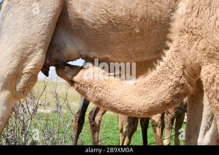 Une femelle chameau arabe (Camelus dromedarius) alimente sa nouvelle descendance née. Photographié Kidron Valley, désert judaïen, Cisjordanie Palestine Israël en M Banque D'Images