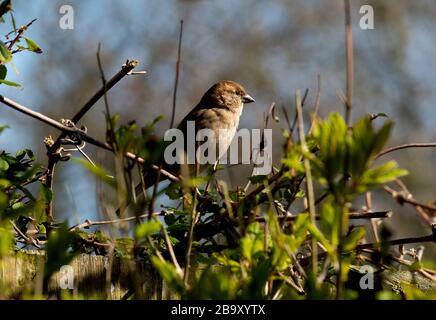 Thaxted, Royaume-Uni. 25 mars 2020. Thaxted, Royaume-Uni. 25 mars 2020.une maison et un jardin le troisième jour de lock-down en raison de Coronavirus 25 mars 2020 Hedge Sparrow vues du printemps prises d'une maison et d'un jardin aujourd'hui comme personnes auto-isolat en raison des avertissements de Coronavirus. Crédit photo : BRIAN HARRIS/Alay Live News Banque D'Images