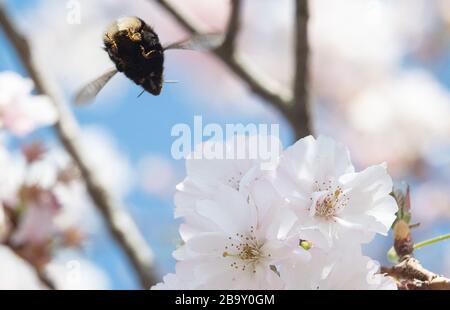 25 mars 2020, Bade-Wuerttemberg, Eßlingen: Une bourglebee débarque sur la fleur d'une cerise ornementale. Photo: Sebastian Gollnow/dpa Banque D'Images