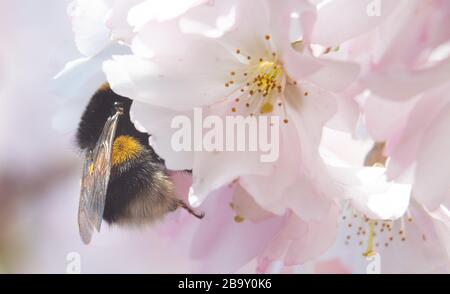 25 mars 2020, Bade-Wuerttemberg, Eßlingen: Une bourgellee se trouve dans la fleur d'une cerise ornementale. Photo: Sebastian Gollnow/dpa Banque D'Images