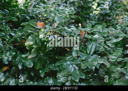 Plante à fleurs de Mahonia x media, Mahonia japonica buckland, dans le jardin. Banque D'Images