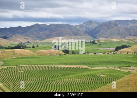 Vue aérienne Marlborough Winelands Nouvelle-Zélande Banque D'Images