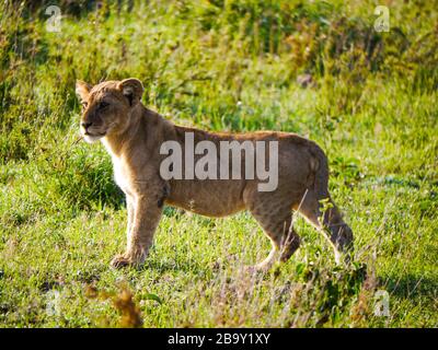 Jeune lioness (Panthera leo) debout et montre que la fierté commence à se déplacer dans Serengeti Nationalpark Banque D'Images