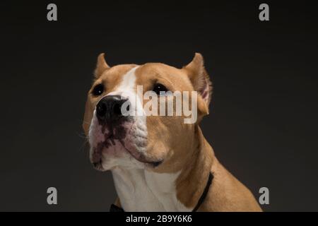 Staffordshire Terrier chien jaune-blanc sur fond gris, lumière de studio Banque D'Images