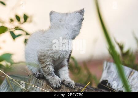 Petit mignon chaton thaïlandais dans le jardin Banque D'Images