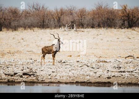 Pays communs, antilope de l'eland, Taurotragus oryx, taureau dans le désert au trou d'eau Banque D'Images