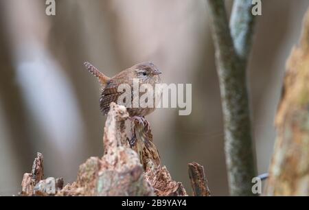 Wren (Troglodytes troglodytes) mâle perché sur une souche d'arbre Banque D'Images