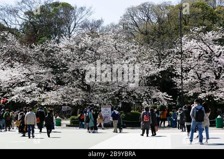 Tokyo, Japon. 25 mars 2020. Les visiteurs se rassemblent pour voir les cerisiers en fleurs en pleine floraison au parc Ueno. Le gouverneur de Tokyo Yuriko Koike a demandé mercredi aux résidents de s'abstenir de toutes les sorties non essentielles de ce week-end, alors que 41 nouveaux cas d'infections de coronavirus ont été signalés à Tokyo mercredi seulement. Au cours d'une conférence de presse, Koike a averti de verrouiller la ville si les cas d'infection par le coronavirus continuent à augmenter. Crédit: Rodrigo Reyes Marin/ZUMA Wire/Alay Live News Banque D'Images