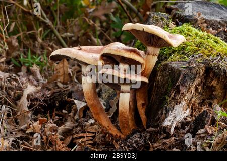 Hypholoma subliateritium poussant à la base d'un tronc mort recouvert de mousse. Espagne Banque D'Images