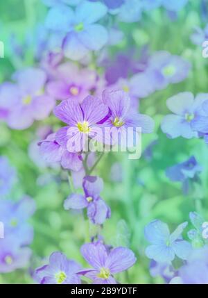 Aubretia fleurs ou Aubrieta deltoIdea. Aubrieta cultorum dans le jardin. Couverture de terre Aubrieta Banque D'Images