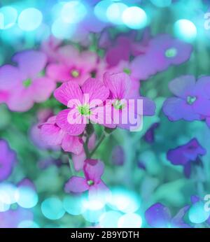 Aubretia fleurs ou Aubrieta deltoIdea. Aubrieta cultorum dans le jardin. Couverture de terre Aubrieta Banque D'Images