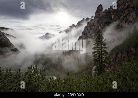 Contre-jour, le brouillard et les nuages sur la vallée alpine. Noir blanc paysage de montagne avec Pinus cembra arbre. Les Dolomites de Sexten. Alpes italiennes. L'Europe. Banque D'Images