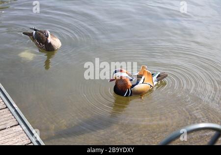 Baignade du Mandarin Duck au lac Banque D'Images