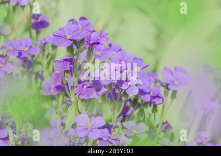 Aubretia fleurs ou Aubrieta deltoIdea. Aubrieta cultorum dans le jardin. Couverture de terre Aubrieta Banque D'Images