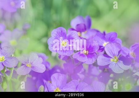 Contrainte pourpre Aubrieta deltoIdea . Gros plan sur les fleurs violettes d'Aubrieta. Banque D'Images