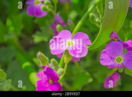 Gros plan sur la belle fleur de Purple Aubrieta Banque D'Images