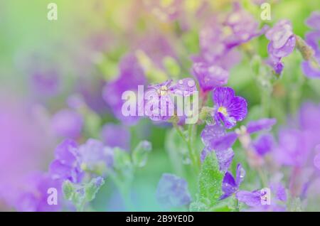 Aubretia fleurs ou Aubrieta deltoIdea. Fleurs de printemps violettes dans le jardin Banque D'Images