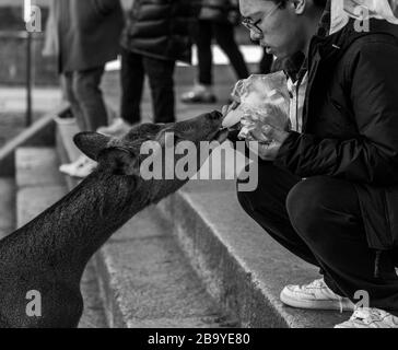 Une photo en noir et blanc d'un cerf de sika prenant un pirate d'un jeune touriste masculin au parc Nara (Nara). Banque D'Images