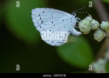 Une femelle de Holly Blue (Celastrina argiolus) ponçant des œufs sur un bourgeon de fleur de Bramble. Banque D'Images