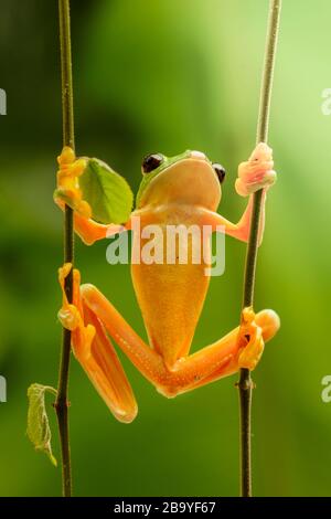 Agalychnis callidryas, connu sous le nom de grenouille à œil rouge, Costarica, Amérique centrale Banque D'Images