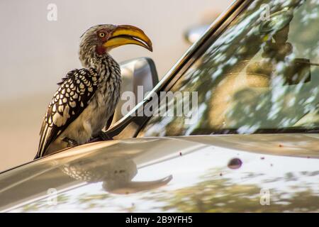 Tockus leucomelas, le charme à bec jaune du sud, sur une voiture à la recherche d'insectes piégés sur le pare-brise dans le parc national Kruger, en Afrique du Sud Banque D'Images