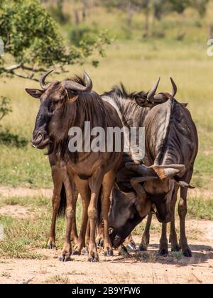 Un petit troupeau de wildebeest dont les visages de trois sont visibles, photographiés à midi, dans le Parc National Kruger Afrique du Sud Banque D'Images