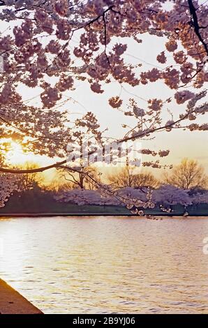 Washington, DC. États-Unis, avril 1996 les cerisiers en fleurs à leur apogée près du bassin de Tidal. Crédit : Mark Reinstein/MediaPunch Banque D'Images