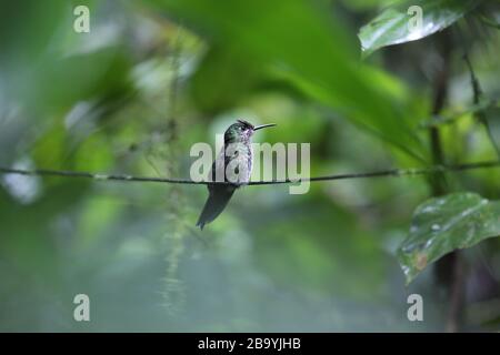 Blanc - gem de montagne à ventre Hummingbird, Costa Rica Banque D'Images