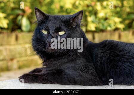 Chat de forêt norvégienne noir reposant dans le jardin Banque D'Images