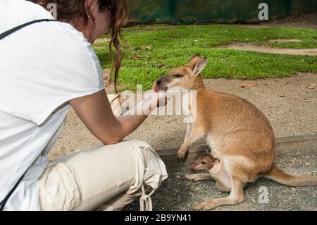 Une femme alimente un wallaby agile avec un joey, Rainforest Habitat Wildlife Sanctuary, Port Douglas, Queensland, Australie. Banque D'Images