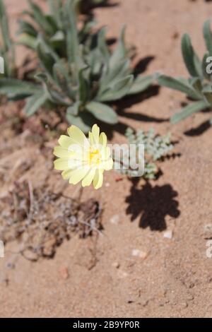 Moins fréquent que les autres annuelles printanières indigènes du désert de Mojave du sud dans le parc national de Joshua Tree, le Bud à l'échelle des fleurs jaunes, l'Anulis d'Anisocoma. Banque D'Images