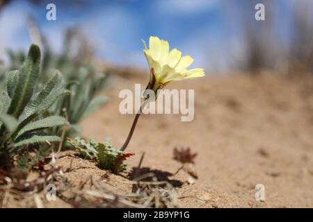 Moins fréquent que les autres annuelles printanières indigènes du désert de Mojave du sud dans le parc national de Joshua Tree, le Bud à l'échelle des fleurs jaunes, l'Anulis d'Anisocoma. Banque D'Images