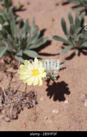 Moins fréquent que les autres annuelles printanières indigènes du désert de Mojave du sud dans le parc national de Joshua Tree, le Bud à l'échelle des fleurs jaunes, l'Anulis d'Anisocoma. Banque D'Images