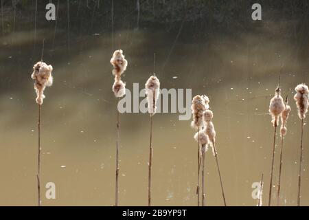 Queues avec des cobes brun clair dans un lac, typha Banque D'Images