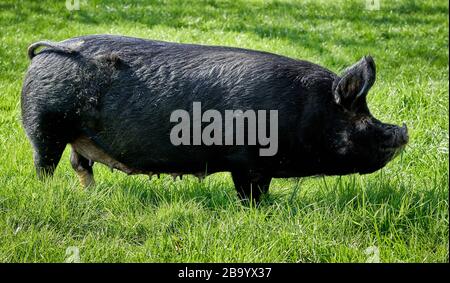 Penny le Pig une magnifique grande vache noire résidant à la City Farm de St Werburgh à Bristol au Royaume-Uni Banque D'Images