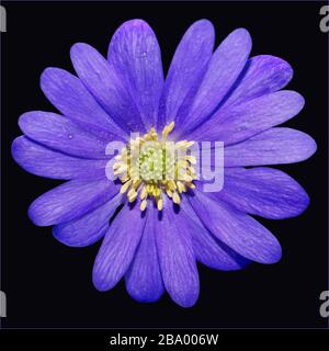 Anemone blanda hiver fleur petite fleur bleue avec tête jaune Banque D'Images