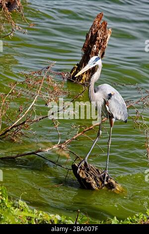 Grand héron bleu, équilibrage sur le tronçon d'arbre, l'eau, grand oiseau, animal, la faune, la nature; Ardea herodias, Circle B Bar Reserve; Floride; Lakeland; FL, wi Banque D'Images
