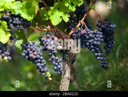 Vin,île d'Ischia,Naples,Campanie,Italie,Europe, Banque D'Images