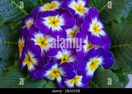 Gros plan de Primula acaulis violet ou d'onagrose avec un coeur jaune Banque D'Images