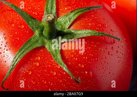 Macro shot d'une tomate mûre fraîche avec des gouttelettes d'eau Banque D'Images