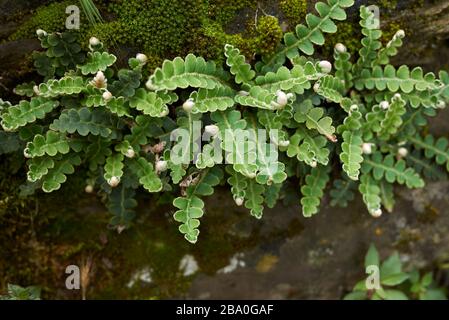 Asplenium ceterach feuilles vertes près vers le haut Banque D'Images
