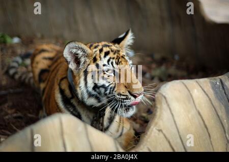 Les visiteurs sont autorisés à prendre des photos avec les tigres de Thaïlande à Wat Pha Luang Ta Bua. Banque D'Images