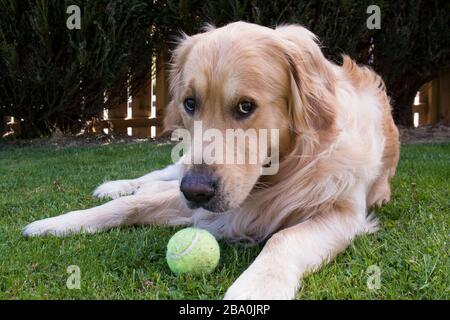 Golden Retriever dans le jardin protégeant son ballon Banque D'Images