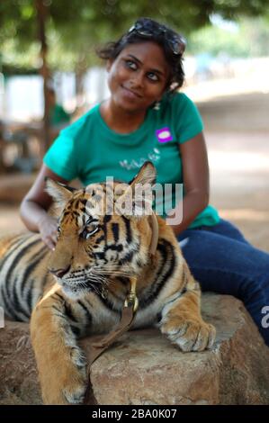 Les visiteurs sont autorisés à prendre des photos avec les tigres de Thaïlande à Wat Pha Luang Ta Bua. Banque D'Images