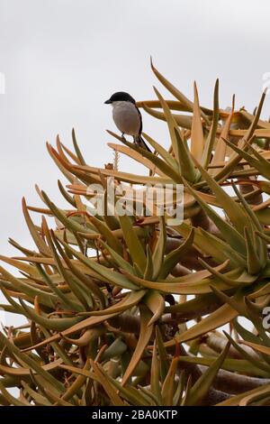 Fiscal Shrike ou Butcher Bird en haut d'un arbre de quiver dans la forêt de quiver Tree près de la ville de Nieuwoudtville, province du Nord du Cap, Afrique du Sud Banque D'Images