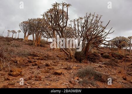 Forêt d'arbres de quiver à l'extérieur de Nieuwoudtville, province du Cap Nord, Afrique du Sud Banque D'Images