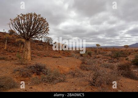 Forêt d'arbres de quiver à l'extérieur de Nieuwoudtville, province du Cap Nord, Afrique du Sud Banque D'Images