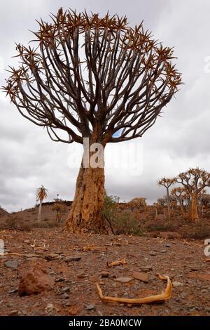 Forêt d'arbres de quiver à l'extérieur de Nieuwoudtville, province du Cap Nord, Afrique du Sud Banque D'Images